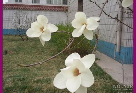 ریشه گیاهان تک لپه ای از چه نوعی است ریشه گیاهان تک لپه ای از چه نوعی است
