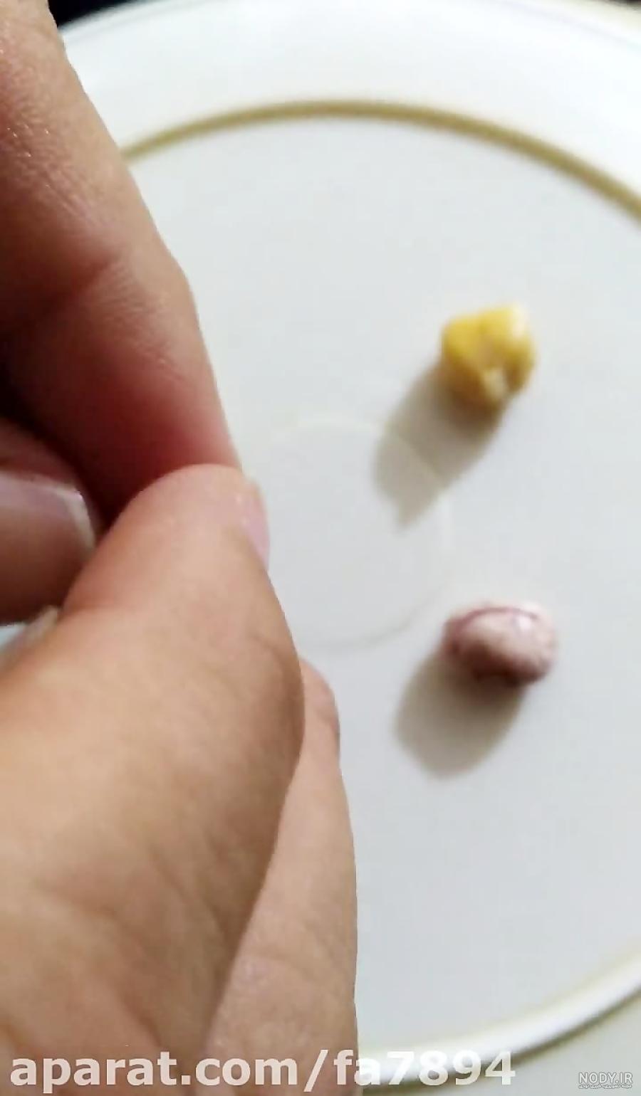 عکس برگ دو لپه ای عکس برگ دو لپه ای