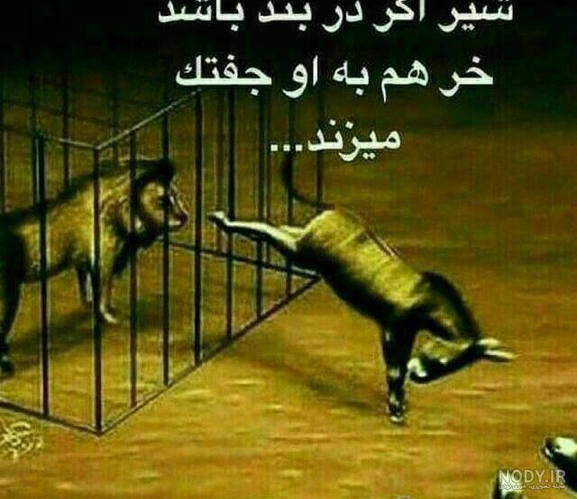 عکس بچه شیر