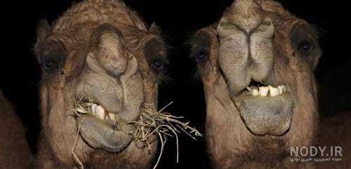 عکس خنده دار عکس خنده دار
