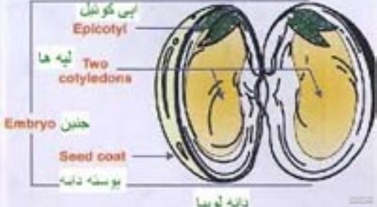 عکس دو لپه