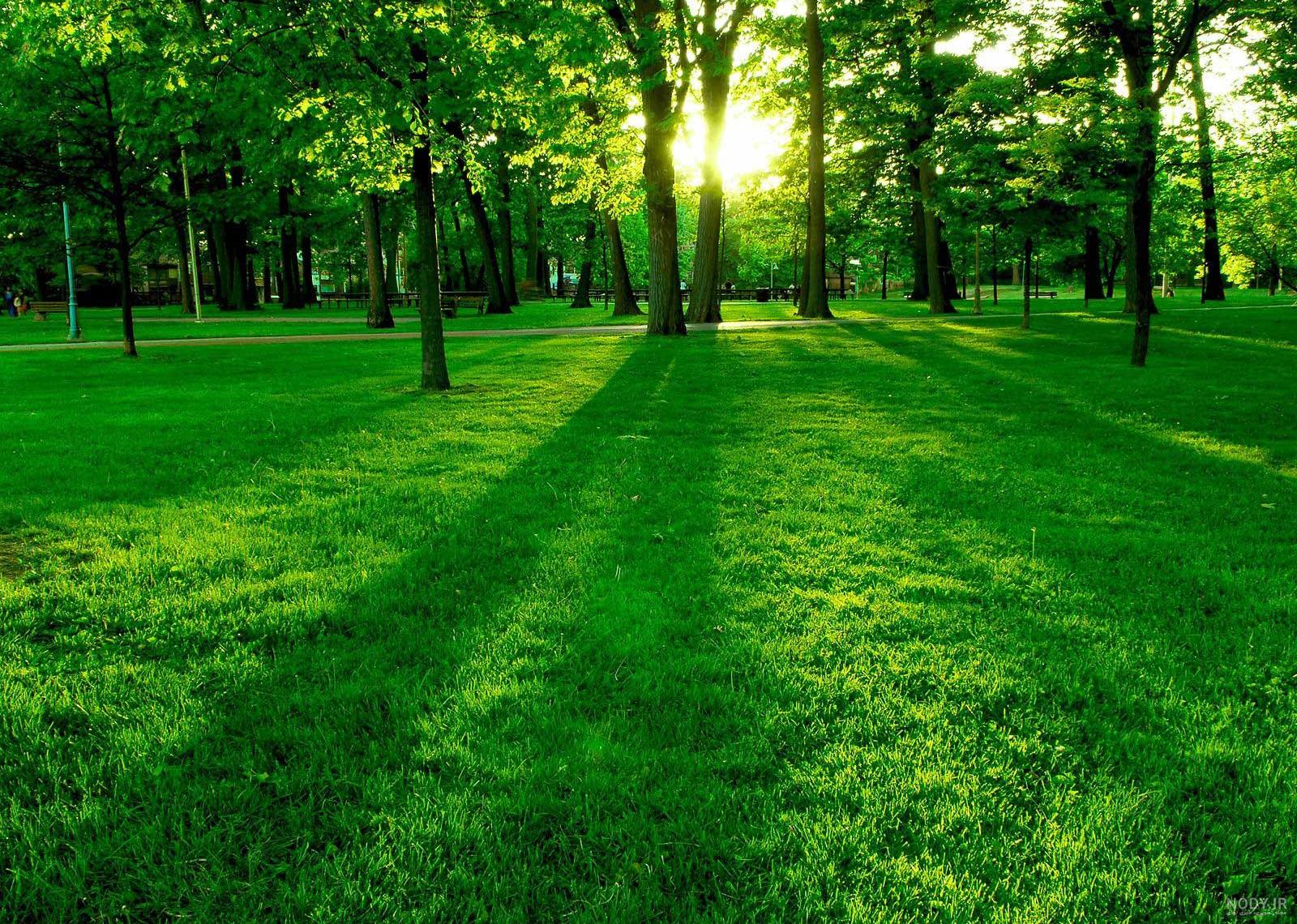 عکس زیبای طبیعت سرسبز
