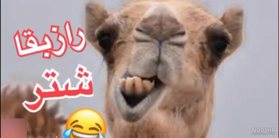 عکس شتر خنده عکس شتر خنده
