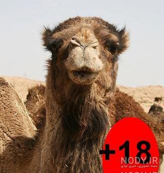 عکس شترمرغ خنده دار عکس شترمرغ خنده دار