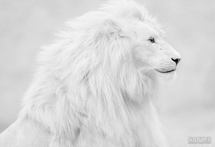 عکس شیر آتشین