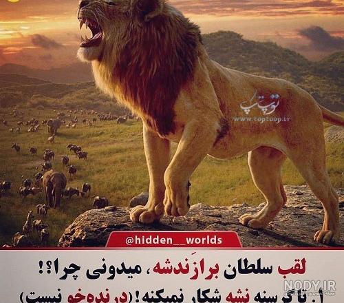 عکس شیر ایرانی زیبا