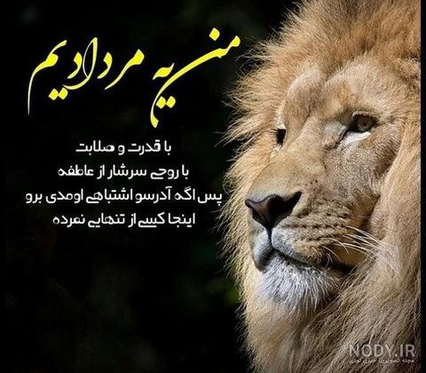 عکس شیر سفید