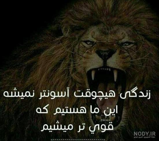 عکس شیر عصبانی