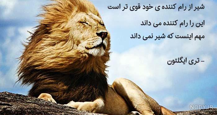 عکس شیر غمگین