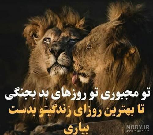 عکس شیر لاتی