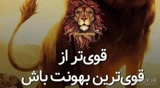 عکس شیر نر