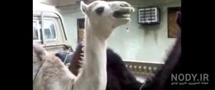 عکس لاما بامزه عکس لاما بامزه