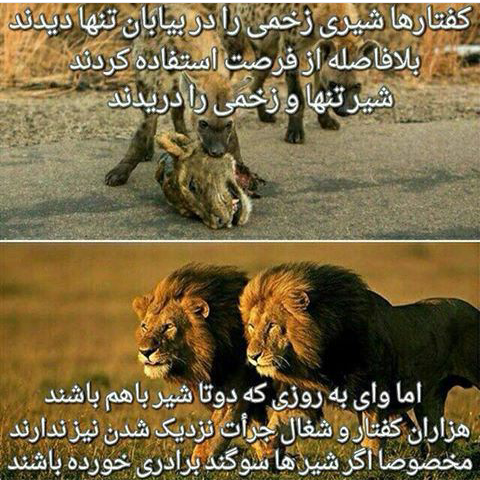 عکس نوشته شیر جنگل