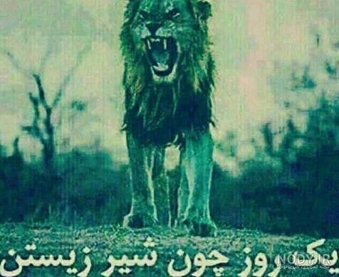عکس نوشته شیر زخمی