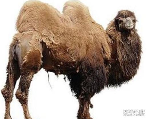 عکس های خنده دار عکس های خنده دار