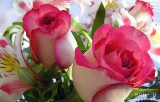 عکس پروفایل زیبا گل جدید