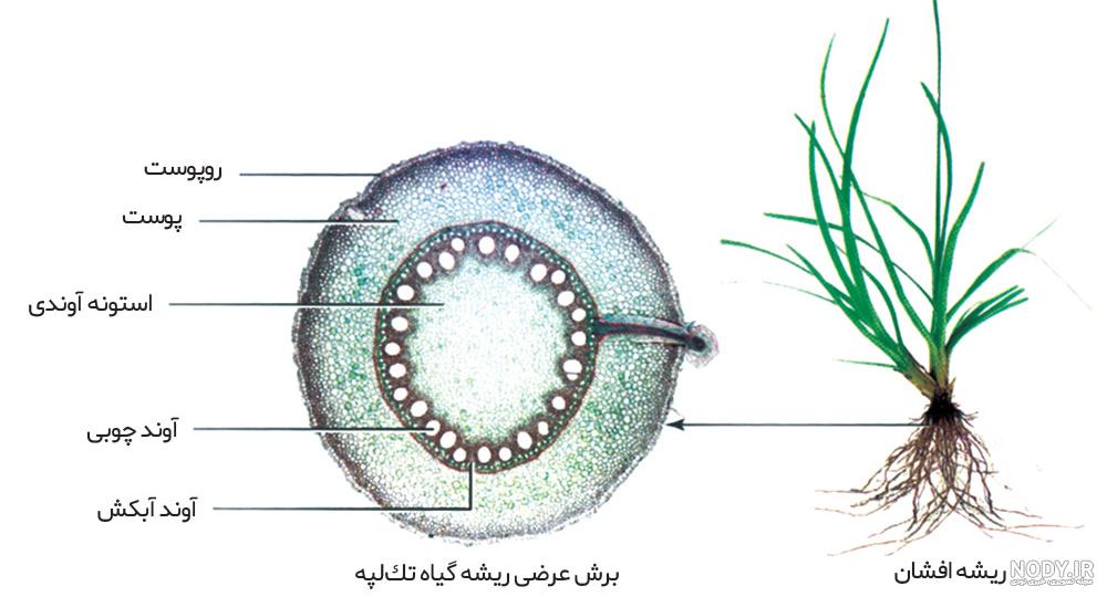 عکس گل دو لپه ای عکس گل دو لپه ای