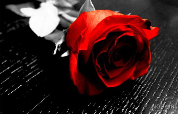 عکس گل سفید قرمز