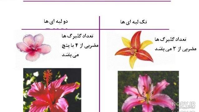 عکس گیاهان دو لپه عکس گیاهان دو لپه
