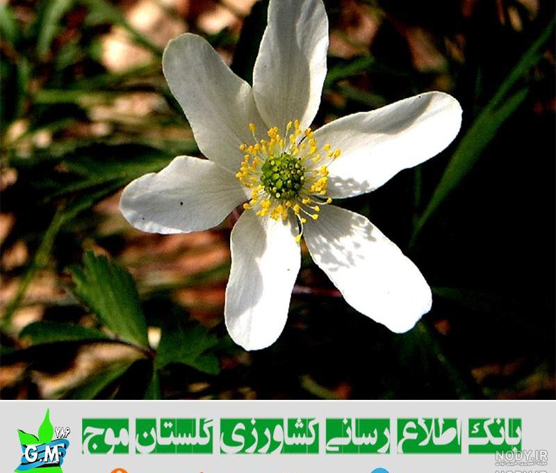 عکس گیاهان دو لپه ای عکس گیاهان دو لپه ای