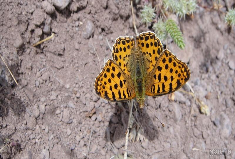 غذاهای پروانه جوادی