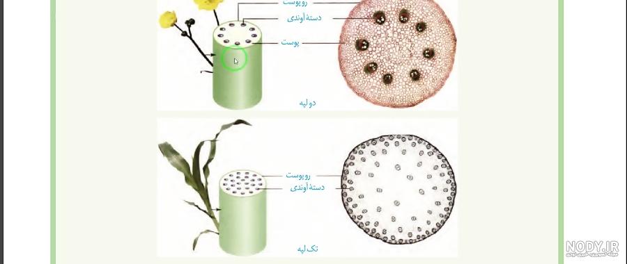 ماش تک لپه ای است یا دو لپه ای؟ ماش تک لپه ای است یا دو لپه ای؟