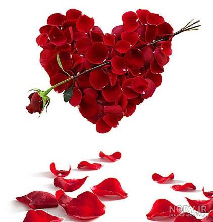 عکس گل نوشته دار خدا