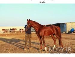 اسب سیلمی یعنی چه اسب سیلمی یعنی چه
