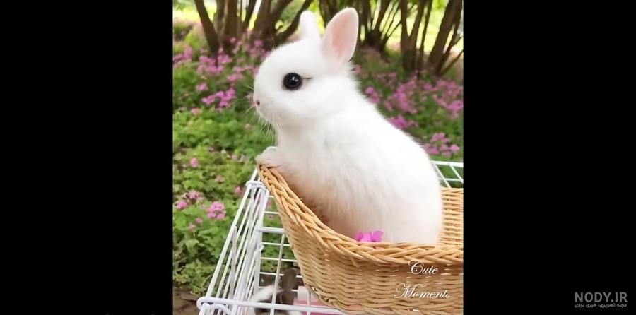 بچه های حیوانات بامزه بچه های حیوانات بامزه