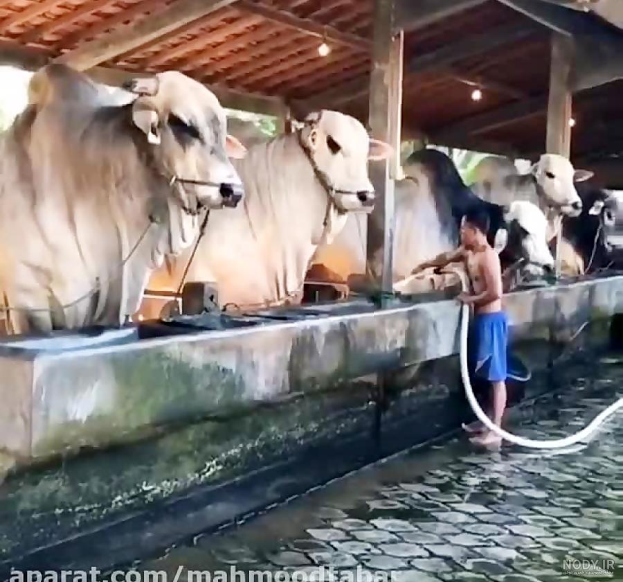 جنگ گاوها جنگ گاوها