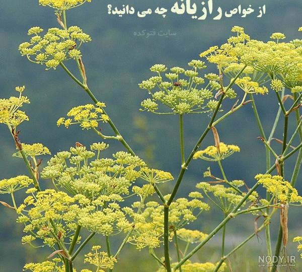 خواص دمنوش رازیانه برای رحم خواص دمنوش رازیانه برای رحم