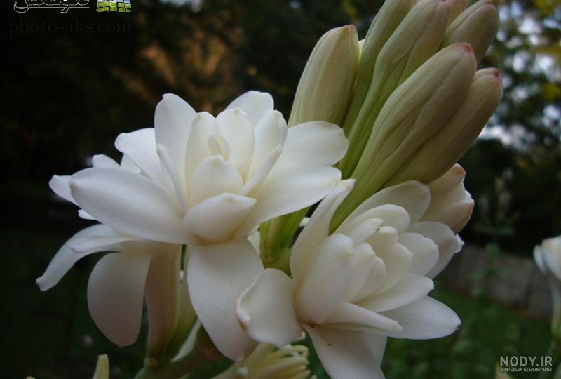 دلنوشته برای مریم دلنوشته برای مریم