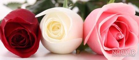 زیبا عکس گل نوشته دار