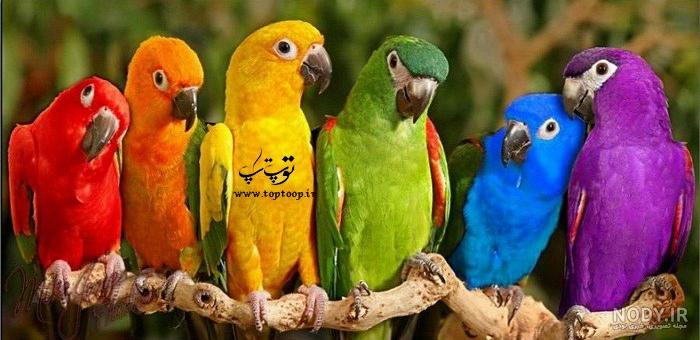 طوطی آبی بزرگ