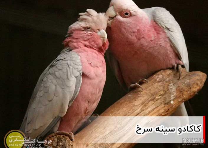طوطی آبی ملنگو