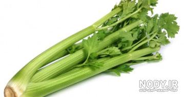 عوارض کرفس برای مردان عوارض کرفس برای مردان