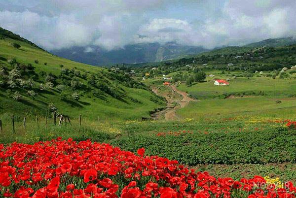 عکس از طبیعت زمستانی گیلان