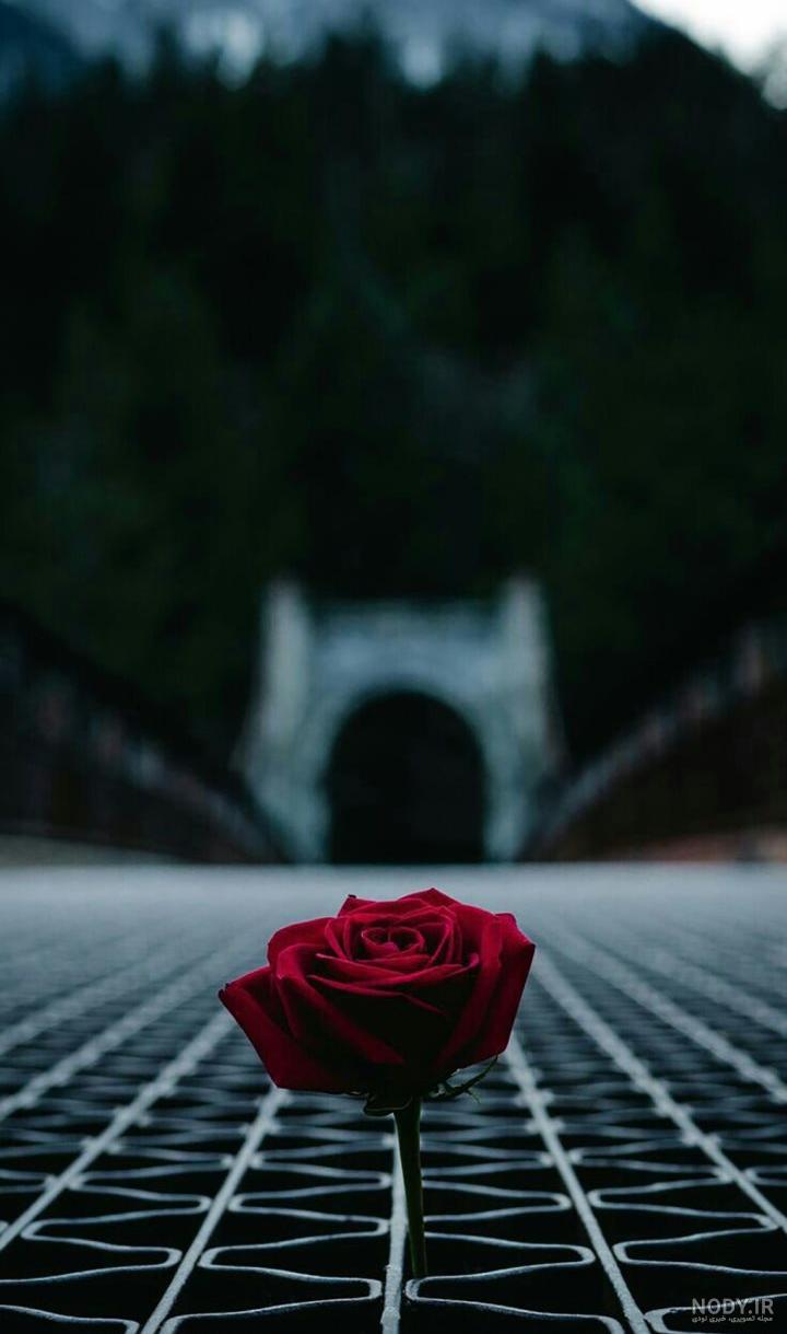 عکس از گل تنهایی عکس از گل تنهایی