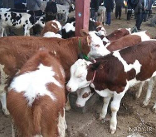 عکس خرید فروش گاو عکس خرید فروش گاو