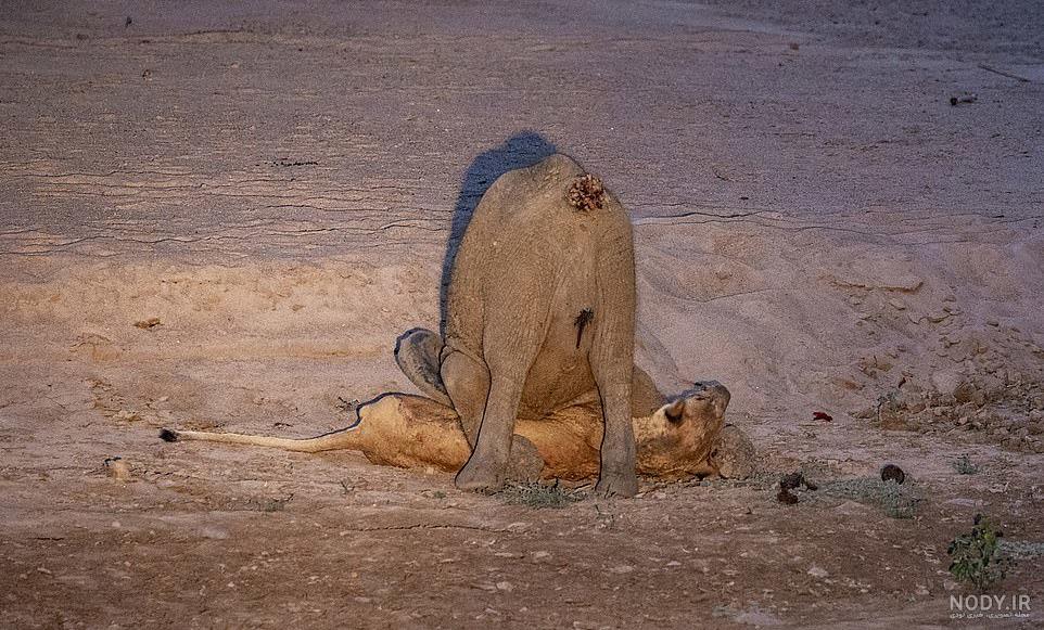 عکس فیل واقعی عکس فیل واقعی