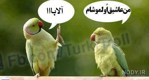 عکس پروفایل خنده دار دخترانه بدون متن