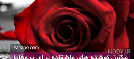 عکس پروفایل گل همیشه بهار عکس پروفایل گل همیشه بهار