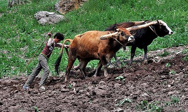 عکس گاوآهن سه خیش عکس گاوآهن سه خیش