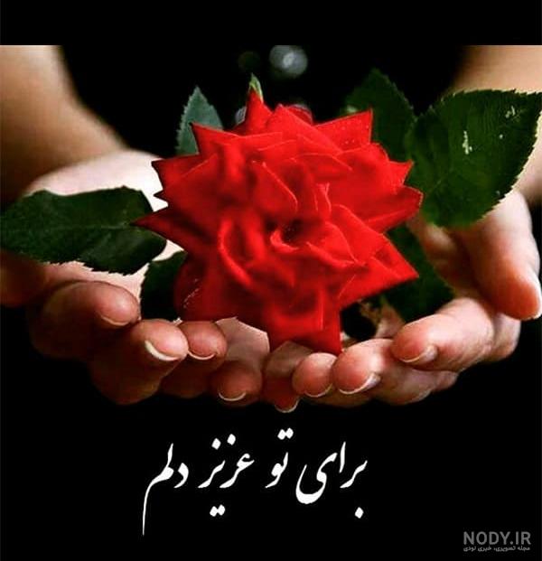 عکس گل رز صورتی زیبا