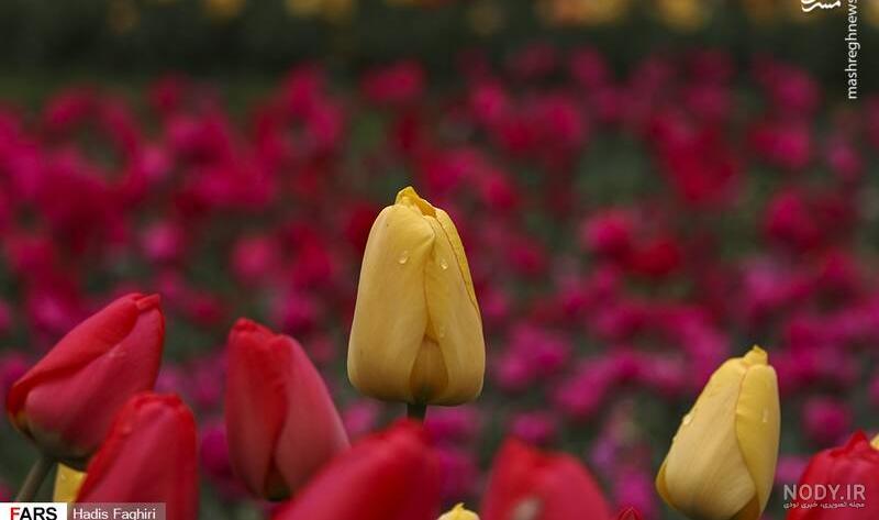 عکس گل عشق طبیعی عکس گل عشق طبیعی