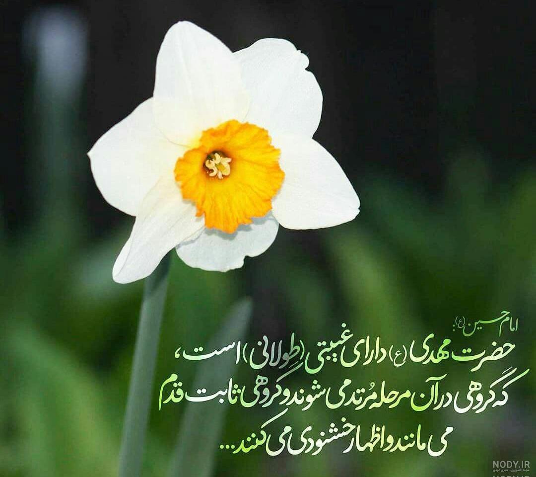 عکس گل نرگس مهدی