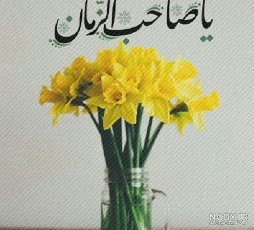 عکس گل نرگس یا مهدی