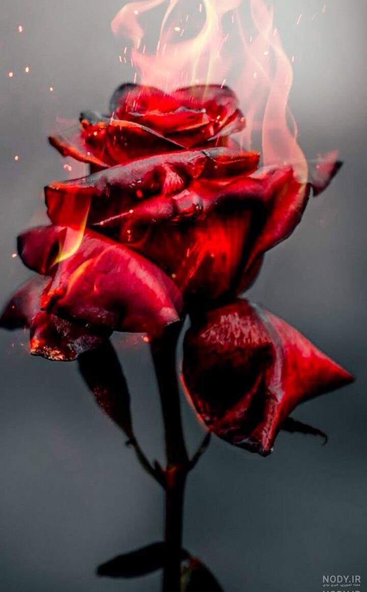 عکس گل نوشته دار عکس گل نوشته دار