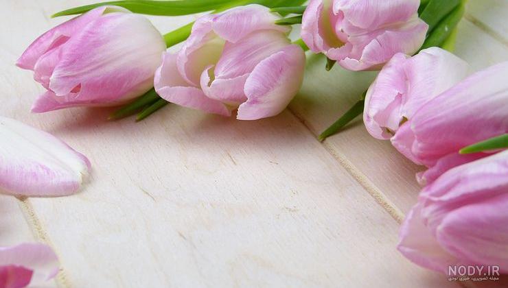 عکس گلهای لاله رنگارنگ