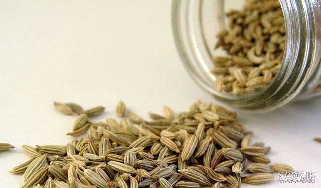 عکس گیاه رازیانه عکس گیاه رازیانه